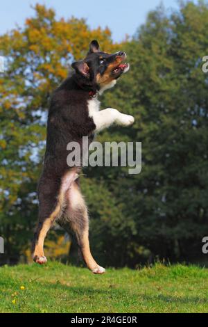 Berger australien, chiot, trieur noir, détachable Banque D'Images