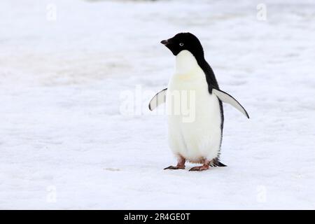 Pingouin d'Adelie (Pygoscelis adeliae), adulte dans la neige, Antarctique, Ile du diable, Mer de Weddell Banque D'Images