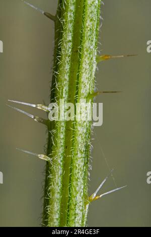 Le Noureux commun (Urtica dioica), poils pileux, Belgique Banque D'Images