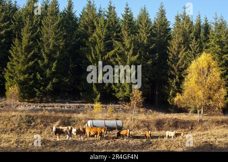 Les vaches au pâturage Banque D'Images