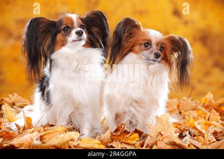 Papilons, chiots aux papillons, épagneul continental de Dwarf, feuilles d'automne Banque D'Images