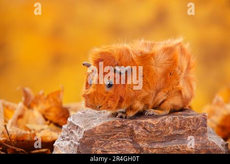 Cobaye Abyssinienne, rouge Banque D'Images