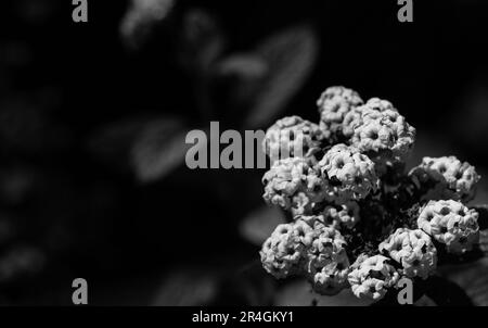 L'Heliotropium arborescens, l'héliotrope de jardin ou tout simplement l'héliotrope, est une espèce de plantes à fleurs de la famille des Boraginaceae. Banque D'Images