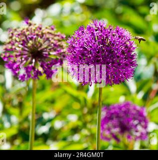 allium géant et abeille Banque D'Images