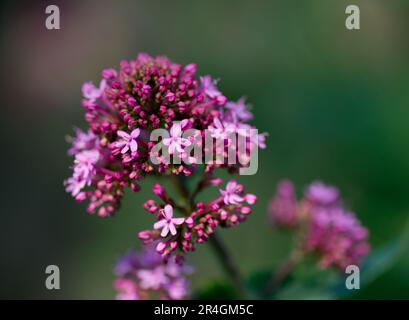 Centrale de ruber de Centranthus ou de valérain rouge Banque D'Images