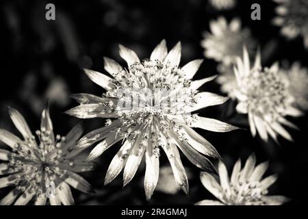 Astrantia tête de fleur principale en noir et blanc Banque D'Images