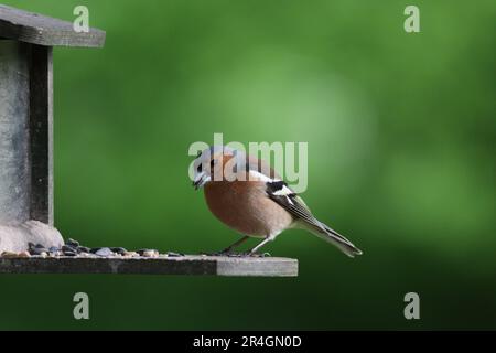 Chaffinch sur mangeoire Banque D'Images