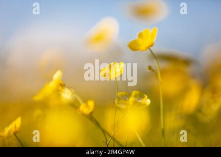 Butterbutterbups jaune vif au printemps, avec une faible profondeur de champ Banque D'Images