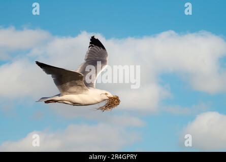 Gros plan de la goéland de hareng européen en vol avec du matériel de nidification contre un ciel bleu nuageux , Royaume-Uni. Banque D'Images