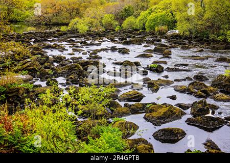 Rivière Caragh à Blackstones Bridge, Glencanane, comté de Kerry, Irlande Banque D'Images