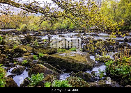 Rivière Caragh à Blackstones Bridge, Glencanane, comté de Kerry, Irlande Banque D'Images