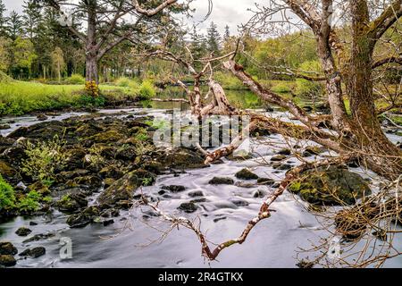 Rivière Caragh à Blackstones Bridge, Glencanane, comté de Kerry, Irlande Banque D'Images