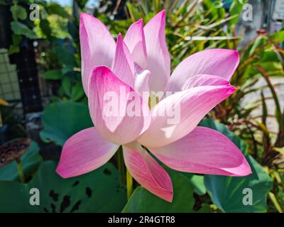 Fleurs de lotus rose fleurissent dans le jardin, Nelumbo nucifera, lotus sacré, lotus égyptien, nénuphars Banque D'Images