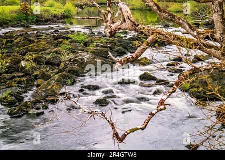 Rivière Caragh à Blackstones Bridge, Glencanane, comté de Kerry, Irlande Banque D'Images