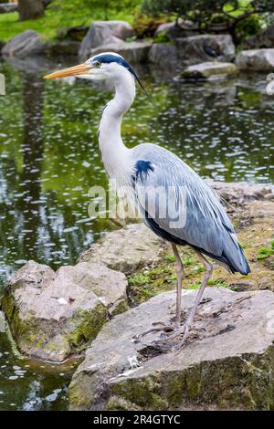 Héron gris (Ardea cinerea) perché sur la pierre d'un étang Banque D'Images