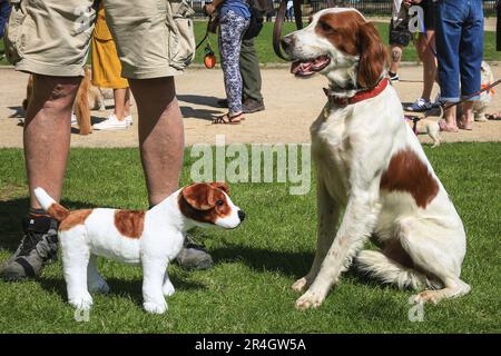 Londres, Royaume-Uni. 28th mai 2023. Juno, un rare Setter irlandais rouge et blanc, semble avoir découvert ses propres looks dans le jouet de chien mascotte du spectacle. Le Old Royal Naval College accueille le premier spectacle de chiens de Greenwich. Les 10 catégories de spectacles incluent la queue la plus aggée, la meilleure lookeuse des propriétaires, le meilleur cooch habillé, le chien le plus affuté et le Pup le plus mignon. Les juges sont l'invité de célébrités Nina Wadia, l'influenceur Aurélie four avec corgi Marcel, Matthew Mees PDG et un looklooksoainsi Christopher Wren. Credit: Imagetraceur/Alamy Live News Banque D'Images