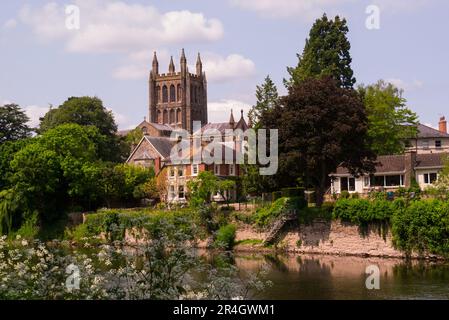 Vue sur la rivière Wye jusqu'à la cathédrale de Hereford depuis le sentier au bord de la rivière Herefordshire England UK lors d'une belle journée de mai Banque D'Images