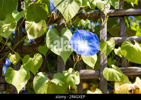 Pétales bleus de fleurs de gloire du matin mexicain ou Ipomoea tricolor. avec ciel bleu Banque D'Images