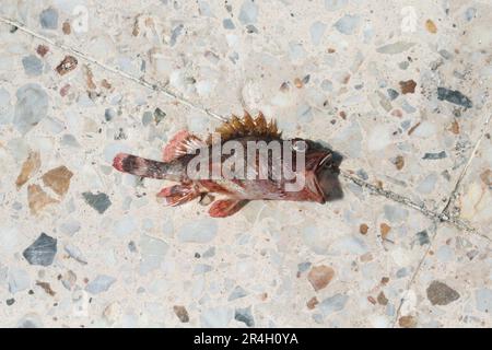 Poisson rouge mort séché sur sol en pierre de marbre environnement danger demander des pleurs pour l'aide ouvrir la bouche et les yeux comme crier criant sauver la terre Banque D'Images