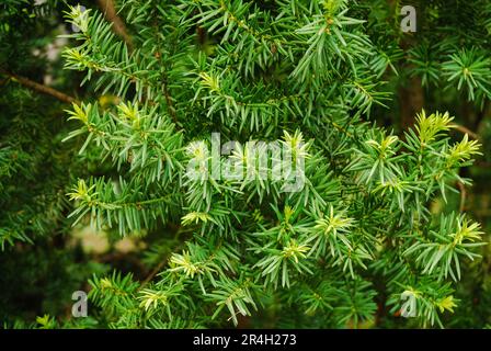 Taxus baccata, connu sous le nom d'if anglais, d'if commun ou d'if européen. Arbre à feuilles persistantes ornementales. Banque D'Images