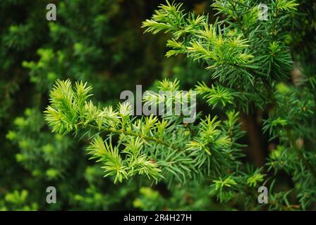 Taxus baccata, connu sous le nom d'if anglais, d'if commun ou d'if européen. Arbre à feuilles persistantes ornementales. Banque D'Images