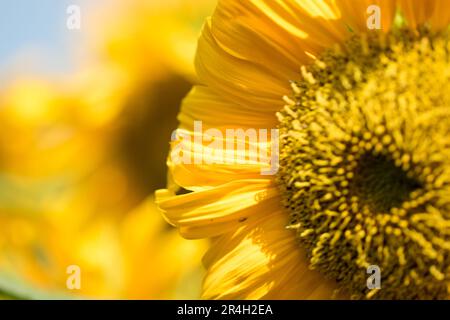 abeilles et tournesol sous la lumière du matin Banque D'Images