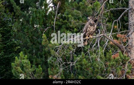 Le jeune pygargue à tête blanche se trouve sur Un enchevêtrement de branches de pin dans le parc national de Grand Teton Banque D'Images