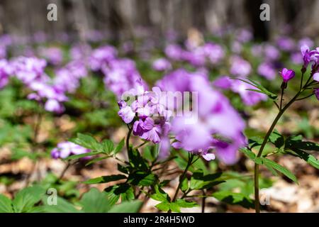 Fleurs de la première forêt printanière, Cardamine Dentaria bulbifera, foyer sélectif. Fleurs de forêt pourpres et lilas. Magnifique fond floral printanier Banque D'Images