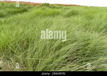 Un beau kans vert herbe kash phool (en langue bengali) champ à Kurigram, Bangladesh Banque D'Images