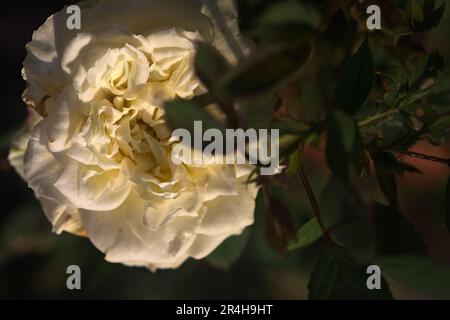 Rose miniature blanche en fleur au coucher du soleil vue de près Banque D'Images