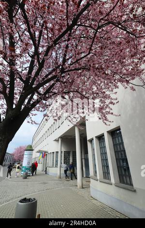 Oskar Schindler's Enamel Factory et un cerisier blosom Tree, Cracovie, Pologne, Europe. Banque D'Images