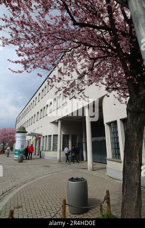 Oskar Schindler's Enamel Factory et un cerisier blosom Tree, Cracovie, Pologne, Europe. Banque D'Images