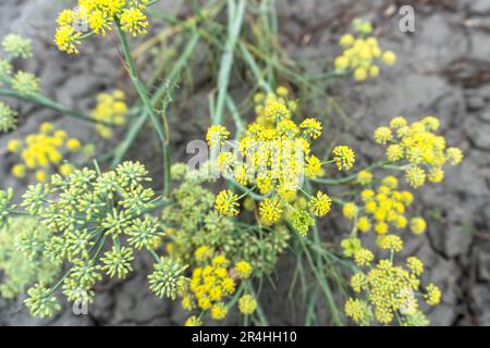 plante de l'aneth en gros plan avec mise au point sélective. Aneth frais (Anethum graveolens) poussant sur le lit de légumes. Herbe annuelle, famille des Apiaceae. Culture d'herbes fraîches Banque D'Images