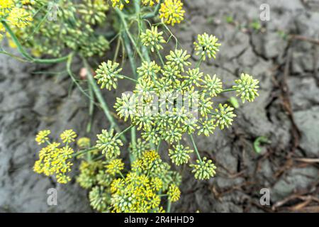 Fleur de plante d'aneth jaune (Anethum graveolens). Famille des Apiaceae. Culture d'herbes fraîches. Plantes vertes dans le jardin, agriculture écologique pour la production de h Banque D'Images