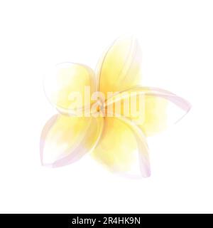 Illustration aquarelle de la plumeria sur fond blanc. Fleur exotique frangipani tropicale Banque D'Images