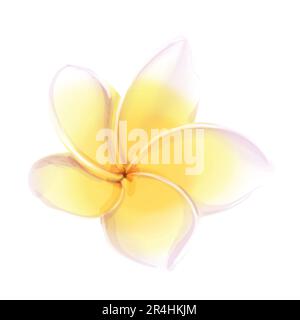 Aquarelle illustrations tropicales de fleurs frangipani. Plumeria jaune. Isolé sur un fond blanc Banque D'Images