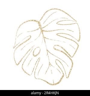 Monstera feuille d'or. isolé sur fond blanc. Plantes tropicales, botanique pour le design Banque D'Images