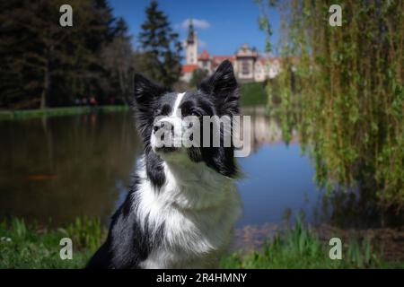 Portrait de Border Collie avec le château de Pruhonice en arrière-plan en Europe. Faible profondeur de champ de chien noir et blanc assis devant l'étang. Banque D'Images