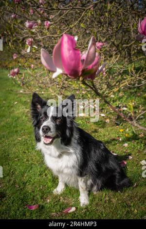 Portrait vertical de Happy Border Collie avec magnolia Tree. Chien noir et blanc souriant à Spring Park pendant la Sunny Day. Banque D'Images