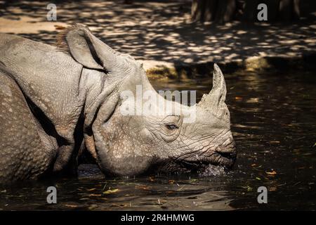 Portrait latéral d'un rhinocéros à cornes pendant le Sunny Day dans le jardin zoologique. Great Indian Rhinoceros boit l'eau de l'étang dans le zoo. Banque D'Images