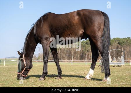 Un cheval brun paître dans un pré par une journée ensoleillée avec un ciel bleu au printemps Banque D'Images