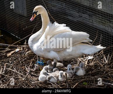 Cygnes muets femelles (Cygnus olor) avec des cygnets nouvellement éclos au nid, Water of Leith, Edinburgh, Écosse, Royaume-Uni Banque D'Images