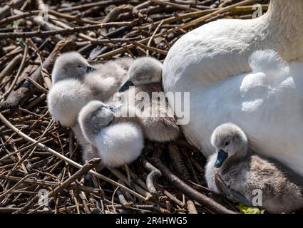 Cygnes muets femelles (Cygnus olor) avec des cygnets nouvellement éclos au nid, Water of Leith, Edinburgh, Écosse, Royaume-Uni Banque D'Images