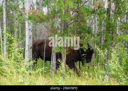 Bison des bois vue dans le parc national Wood Bison, Territoires du Nord-Ouest et Alberta Canada Banque D'Images