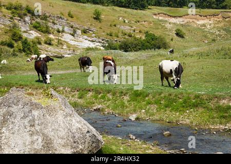 Un groupe de vaches est semé sur un pré, mangeant une herbe verte à des thétas dans un ruisseau Banque D'Images