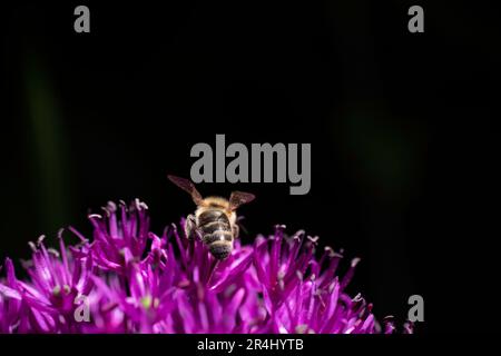 Bee se trouve sur une fleur d'Allium mauve riche en nectar. Allium a l'air grand non seulement dans le jardin, la plante est également bon pour les insectes. Concentrez-vous sur l'abeille Banque D'Images