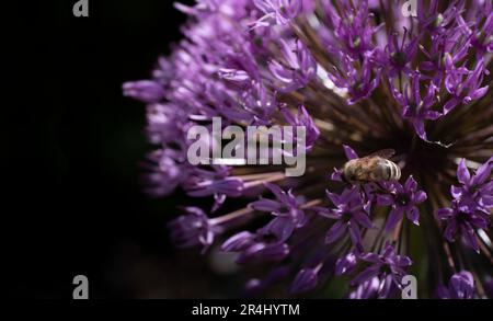 Bee se trouve sur une fleur d'Allium mauve riche en nectar. Allium a l'air grand non seulement dans le jardin, la plante est également bon pour les insectes. Concentrez-vous sur l'abeille Banque D'Images