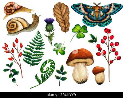 Set aquarelle de papillon bleu vert, feuilles de trèfle, champignons, animal d'escargot, chardon, baies rouges, fougère, rosehip, feuille de chêne. Banque D'Images