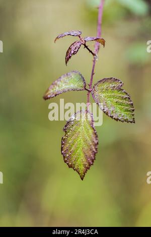 Les feuilles vertes d'une branche pleine de rosée tombent au printemps. Arrière-plan verdâtre. Mise au point sélective, zones hors foyer. Banque D'Images