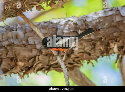 Paruline Redstart peinte perchée sur une branche Banque D'Images